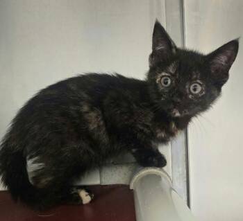 Birdie -  Domestic Short Hair Cat for Adoption in Orange, Virginia - Birdie | PetCurious