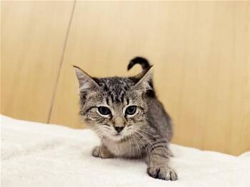 MAISY -  Domestic Short Hair Cat for Adoption in Brentwood, Missouri - MAISY | PetCurious