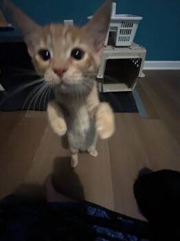 Sherbet IN FOSTER -  Domestic Short Hair Cat for Adoption in Danielsville, Georgia - Sherbet IN FOSTER | PetCurious