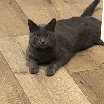 Russian Blue Cats Available for Adoption in Villa Park, California - Jasper | PetCurious