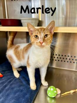 Marley -  Domestic Short Hair Cat for Adoption in West Union, Ohio - Marley | PetCurious