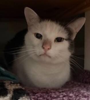 Rescue Domestic Short Hair Cats for Adoption in Cumberland, Maine - Darcy (aka Luna) | PetCurious