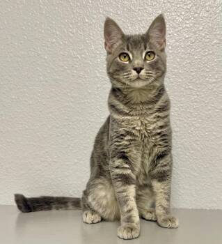Domestic Short Hair and Tabby Cats Available for Adoption in Jamestown, California - Andre | PetCurious