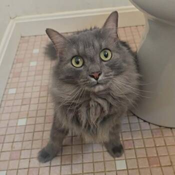 Domestic Long Hair Cats Available for Adoption - Princess Peach | PetCurious