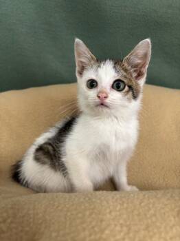 Rescue Domestic Short Hair Cats for Adoption in Wabash, Indiana - Monday | PetCurious