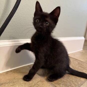 Biscuit -  Domestic Short Hair Cat for Adoption in Houston, Texas - Biscuit | PetCurious