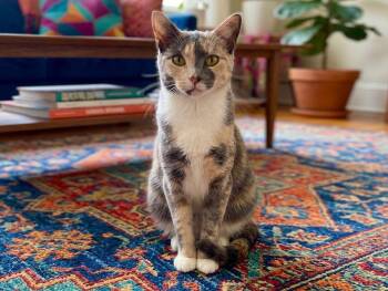 Chelapa -  Dilute Calico Cat for Adoption in Great Neck, New York - Chelapa | PetCurious