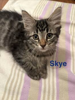Skye -  Tabby Cat for Adoption in Hamilton, Ontario - Skye | PetCurious