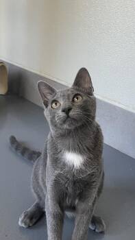 Rescue Domestic Short Hair Cats for Adoption in Lodi, California - Cory | PetCurious