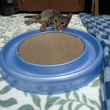 Magnus -  Domestic Short Hair Cat for Adoption in Chicago, Illinois - Magnus | PetCurious
