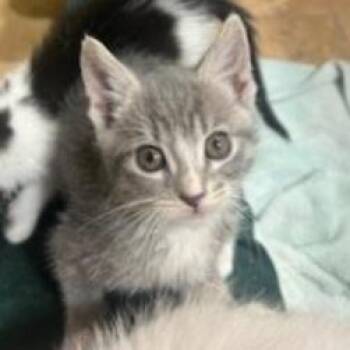 Domestic Short Hair and Siamese Cats Available for Adoption in Incline Village, Nevada - Joan Of Arc | PetCurious
