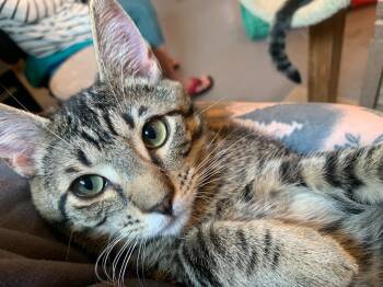Joey -  Domestic Short Hair Cat for Adoption in Coupeville, Washington - Joey | PetCurious