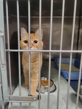 Mira (at PetSmart) -  Domestic Short Hair Cat for Adoption in Fishers, Indiana - Mira (at PetSmart) | PetCurious