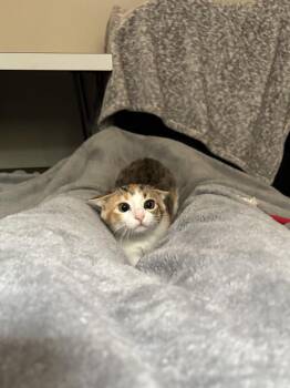 Caloway -  Domestic Short Hair Cat for Adoption in Elmsford, New York - Caloway | PetCurious