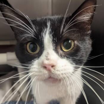 Justin -  Domestic Short Hair Cat for Adoption in Springfield, Illinois - Justin | PetCurious
