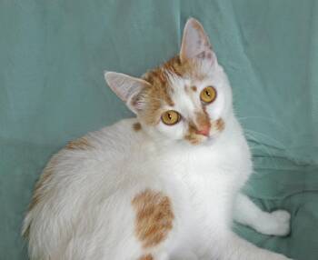 Umolli -  Tabby Cat for Adoption in Victoria, Minnesota - Umolli | PetCurious