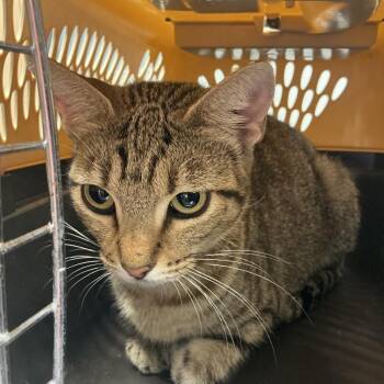 Hannah -  Domestic Medium Hair Cat for Adoption in Saint Joseph, Missouri - Hannah | PetCurious
