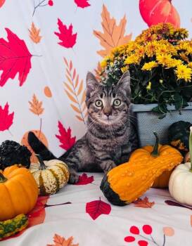 Cantarello -  Domestic Short Hair Cat for Adoption in Milton, Delaware - Cantarello | PetCurious
