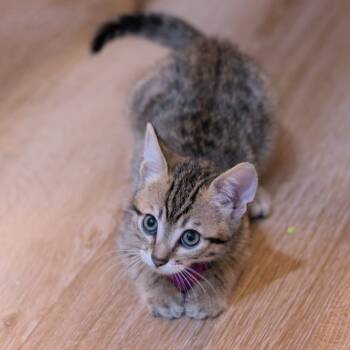 Rescue Domestic Short Hair Cats for Adoption in Lakewood, California - Wallet | PetCurious