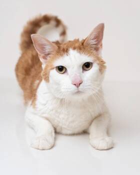 Phoenix -  Domestic Short Hair Cat for Adoption in Boone, Iowa - Phoenix | PetCurious