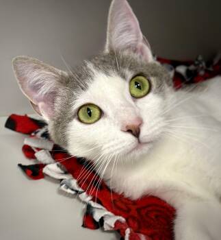 Domestic Short Hair Cats Available for Adoption in Kalamazoo, Michigan - Reba | PetCurious