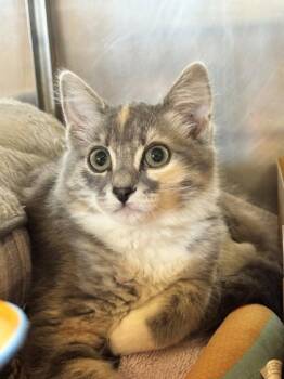 Fluffy -  Domestic Medium Hair and Domestic Short Hair Cat for Adoption in Roseville, California - Fluffy | PetCurious