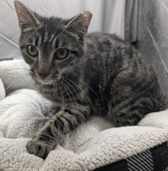 Domestic Short Hair Cats Available for Adoption in Grovetown, Georgia - A121350 | PetCurious