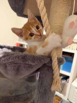 Sora -  Domestic Short Hair Cat Available for Adoption in Charleston, South Carolina - Sora | PetCurious