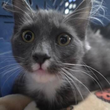 henriee -  Domestic Medium Hair Cat for Adoption in Grantsville, Utah - Henriee | PetCurious