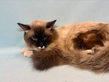 Yosi -  Domestic Medium Hair Cat for Adoption in Minneapolis, Minnesota - Yosi | PetCurious