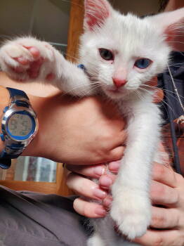 Rescue Domestic Short Hair Cats for Adoption - Berg | PetCurious