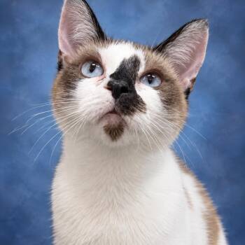 Riley -  American Shorthair Cat for Adoption in Donalsonville, Georgia - Riley | PetCurious