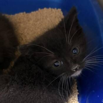 Onyx @ Azalea PetSmart -  Domestic Short Hair Cat for Adoption in Summerville, South Carolina - Onyx @ Azalea PetSmart | PetCurious