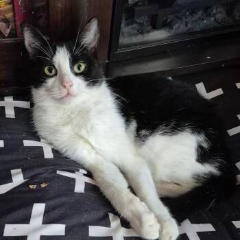 Rescue American Shorthair Cats for Adoption in Philadelphia, Pennsylvania - Muni | PetCurious