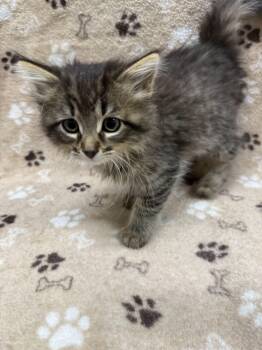 Tabby Cats Available for Adoption in Jackson, Michigan - Espresso | PetCurious