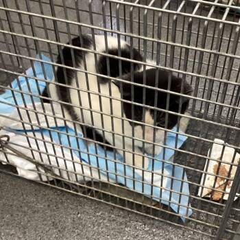 Sanders -  Domestic Short Hair Cat for Adoption in Montgomery, Alabama - Sanders | PetCurious