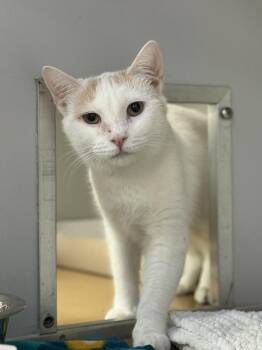 Rescue Domestic Short Hair Cats for Adoption in Philadelphia, Pennsylvania - Mouse | PetCurious