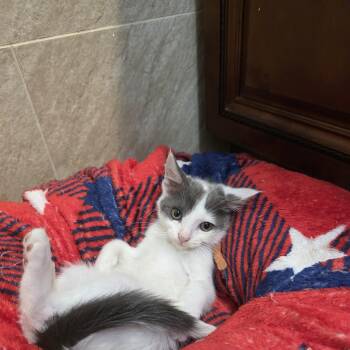 Benny -  Domestic Short Hair and Domestic Medium Hair Cat for Adoption in Mastic, New York - Benny | PetCurious