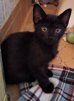 Rescue Domestic Short Hair Cats for Adoption in Baltimore, Maryland - Quinn (Sadie
