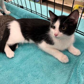 Domestic Short Hair Cats Available for Adoption - Loretta Lynn | PetCurious