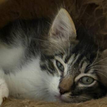 Cloud - Chino Hills Location ** By Appointment** -  Domestic Long Hair Cat for Adoption in Chino Hills, California - Cloud - Chino Hills Location ** By Appointment** | PetCurious