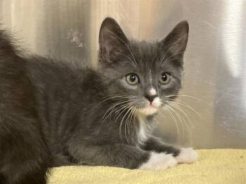 Domestic Long Hair Cats Available for Adoption in Tustin, California - ROYAL | PetCurious
