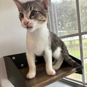 Keep You Hair On -  Domestic Short Hair Cat for Adoption in Carencro, Louisiana - Keep You Hair On | PetCurious
