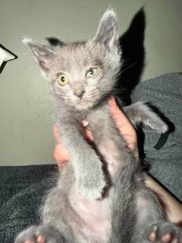 Mortadella -  Domestic Short Hair Cat for Adoption in Cloquet, Minnesota - Mortadella | PetCurious