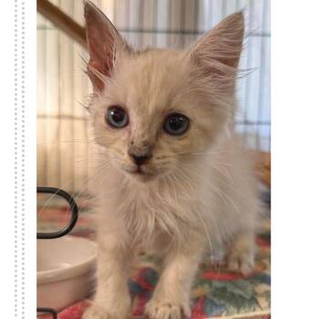 Flounder -  Domestic Medium Hair Cat for Adoption in Austin, Texas - Flounder | PetCurious