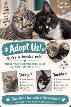 Tabby girl & Tuxedo boy bonded (courtesy listing PV) -  Domestic Short Hair Cat for Adoption in Myrtle Beach, South Carolina - Tabby Girl & Tuxedo Boy Bonded (courtesy Listing PV) | PetCurious