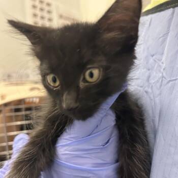 Gunther -  Domestic Medium Hair Cat for Adoption in Park City, Utah - Gunther | PetCurious