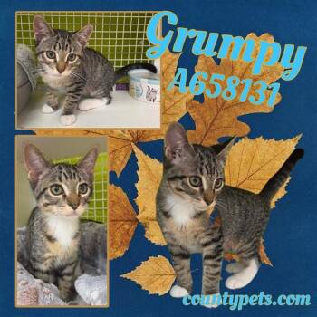 GRUMPY -  Domestic Short Hair Cat for Adoption in Houston, Texas - GRUMPY | PetCurious