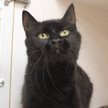Ivy -  Domestic Short Hair Cat for Adoption in Champaign, Illinois - Ivy | PetCurious