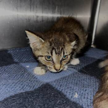 Shadys Dragon -  Domestic Short Hair Cat for Adoption in Spruce Pine, North Carolina - Shadys Dragon | PetCurious